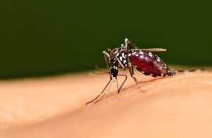 Strategi Pencegahan Penyakit Malaria Yang Disebabkan Oleh Gigitan Nyamuk