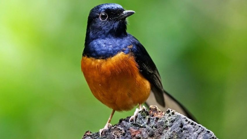 Murai Batu: Burung Lomba dengan Suara Merdu dan Mental Juara