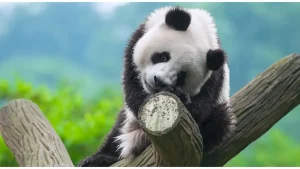 Proses Reproduksi Panda: Dari Kelahiran Hingga Tumbuh Dewasa